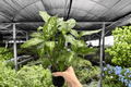 Dieffenbachia Compacta - 2 Live Plants in 4-Inch Pots