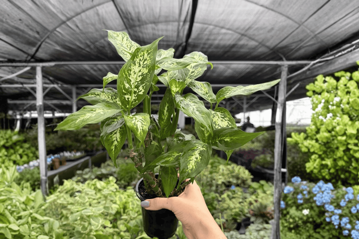 Dieffenbachia Compacta - 2 Live Plants in 4-Inch Pots