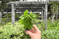 Arabica Coffee Plant Starter Plants (Coffea arabica) - 2 Bare-Root Starter Plants