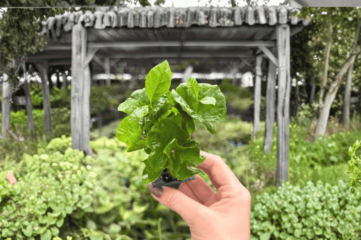 Arabica Coffee Plant Starter Plants (Coffea arabica) - 2 Bare-Root Starter Plants