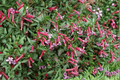 Starfire Pink Cigar Plant Cuphea ‘Starfire Pink’ – 1 Live Plant in 4-Inch Pot