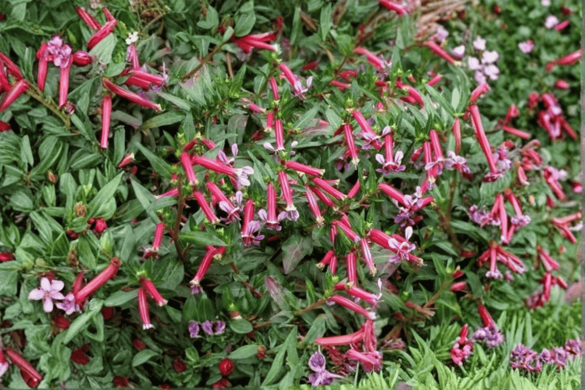 Starfire Pink Cigar Plant Cuphea ‘Starfire Pink’ – 1 Live Plant in 4-Inch Pot