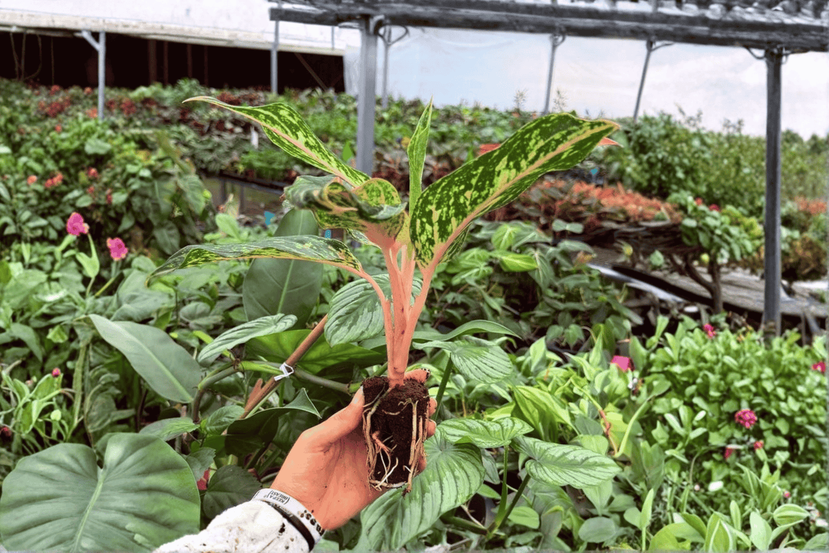 Aglaonema Sparkling Sarah Starter Plants XL (2) | 2-Inch Starter, No Pot