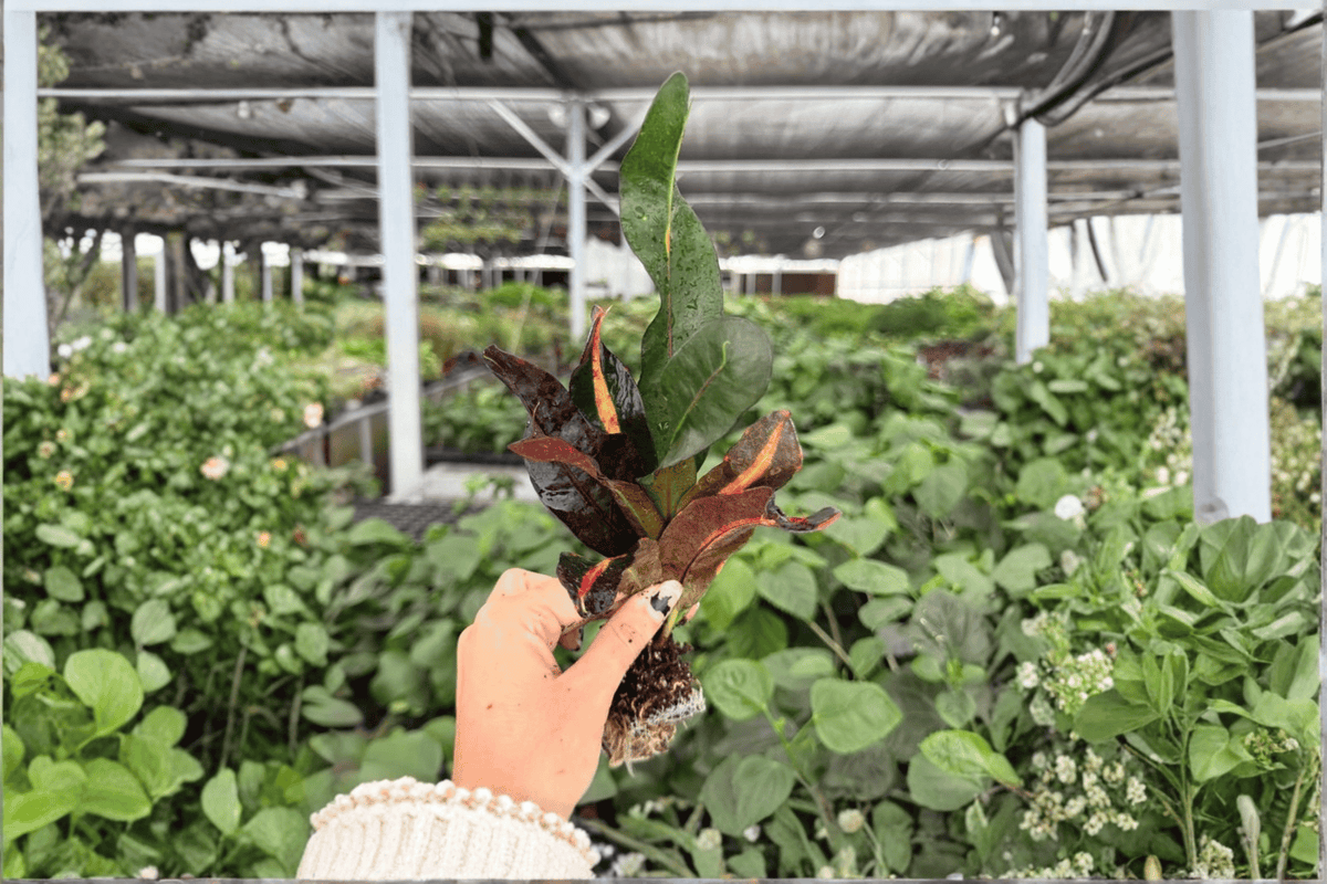 Mammy Croton Codiaeum variegatum ‘Mammy’ Starter Plants - 2 Exact Live Plants