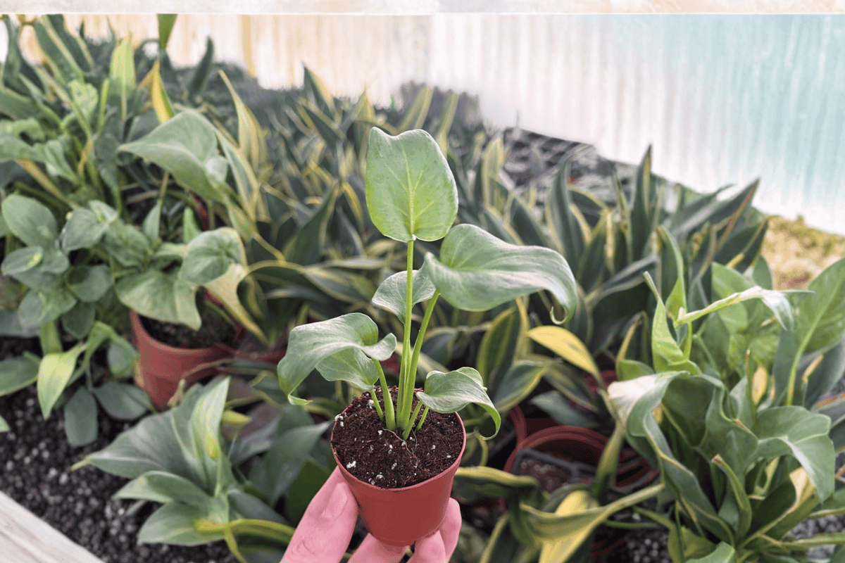 Philodendron Xanadu Starter Plants (Thaumatophyllum xanadu) — 2-Inch Pots, 2-Pack