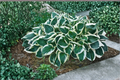 Minuteman Hosta Live Plant - 3-Inch Pot, Variegated Shade Perennial