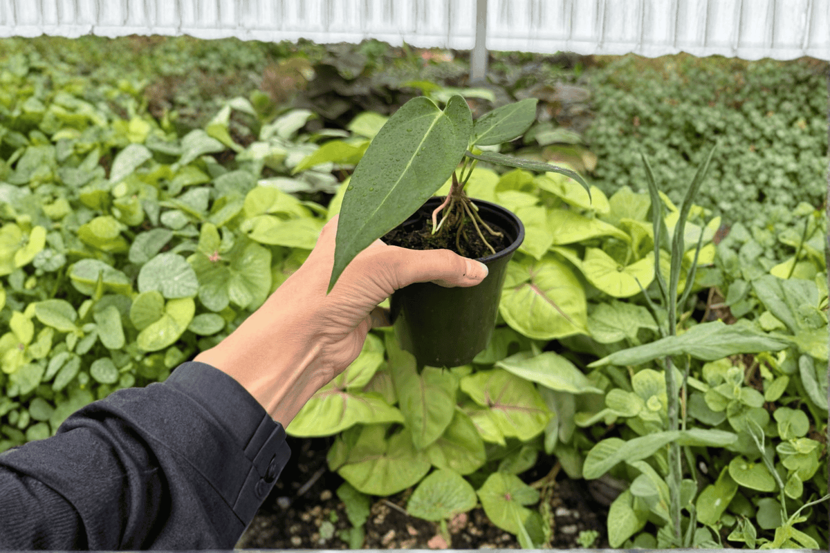Anthurium Subsignatum × D.P. Live Plants — 2 In 4-Inch Pots (Exact Plants Pictured)