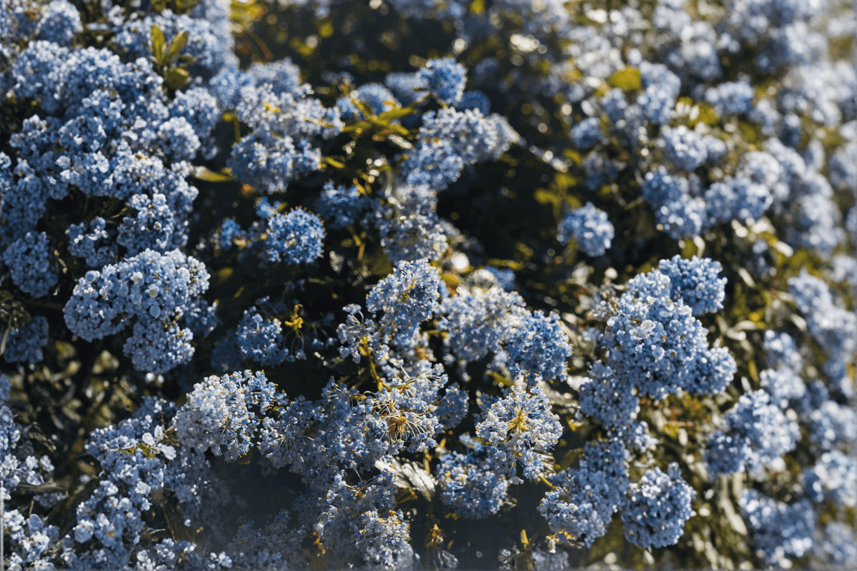 Point Reyes Wild Lilac (Ceanothus gloriosus 'Anchor Bay') 4-Inch Live Plant
