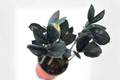 Black ZZ Plant Raven ZZ Starter Plant – Rooted, Low Maintenance