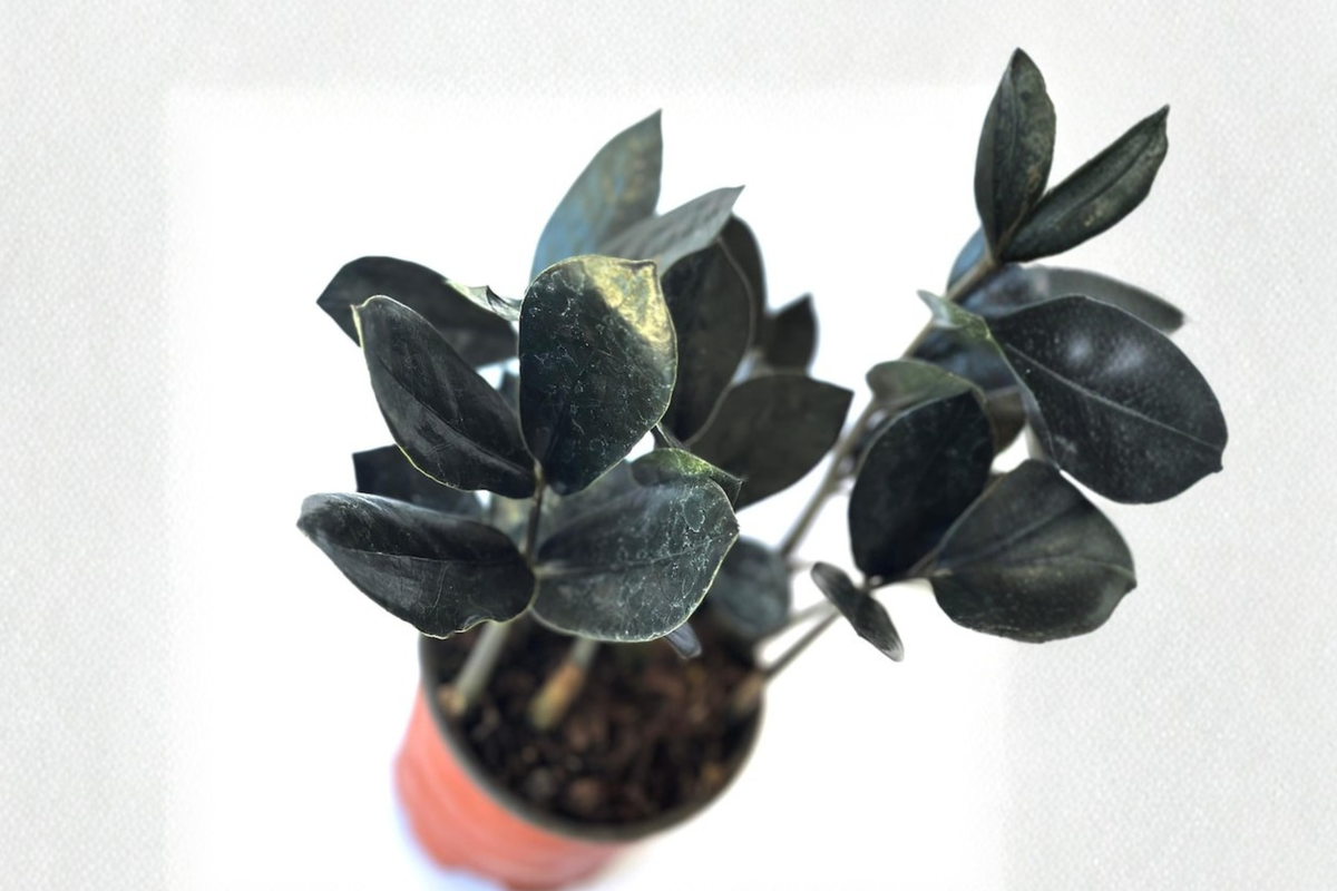 Black ZZ Plant Raven ZZ Starter Plant – Rooted, Low Maintenance