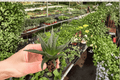 Haworthia herbacea Starter Plants – Bare Root, 2-Pack
