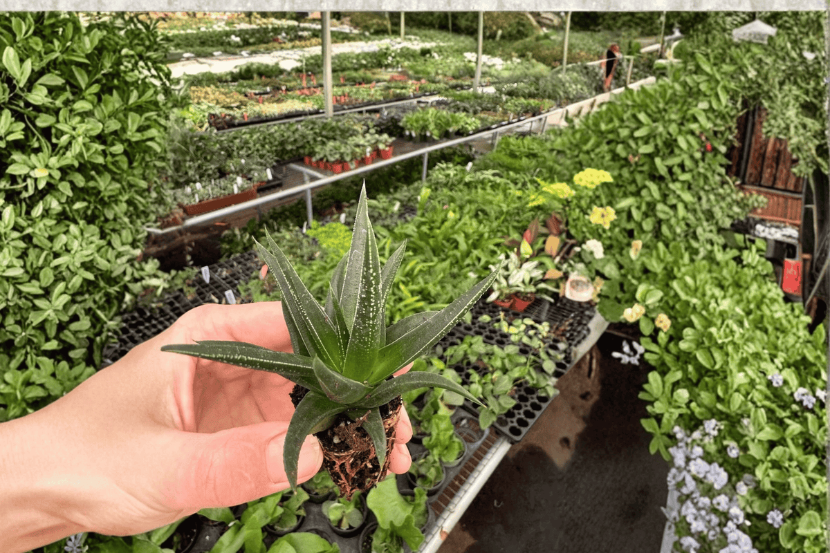 Haworthia herbacea Starter Plants – Bare Root, 2-Pack