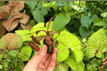 Nepenthes Rebecca Soper Tropical Pitcher Plant - 2 Live Starter Plants