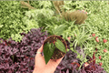 Anthurium FS x Blue Papi Live Plants – 2 Pack in 4” Pot (Exact Plants)