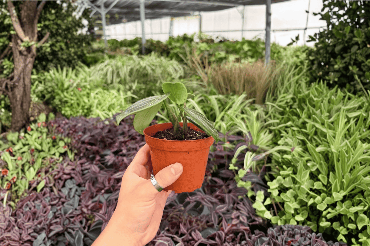 Peperomia Maculosa - 2 Exact Live Plants in 4-Inch Pots