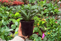 Sansevieria Hybrida Tiger - 2 Live Plants in 4" Pot (Exact Plants Shown)
