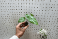 Alocasia Corazon Starter Plants - 2 Bare Root Live Rhizomatous Houseplants