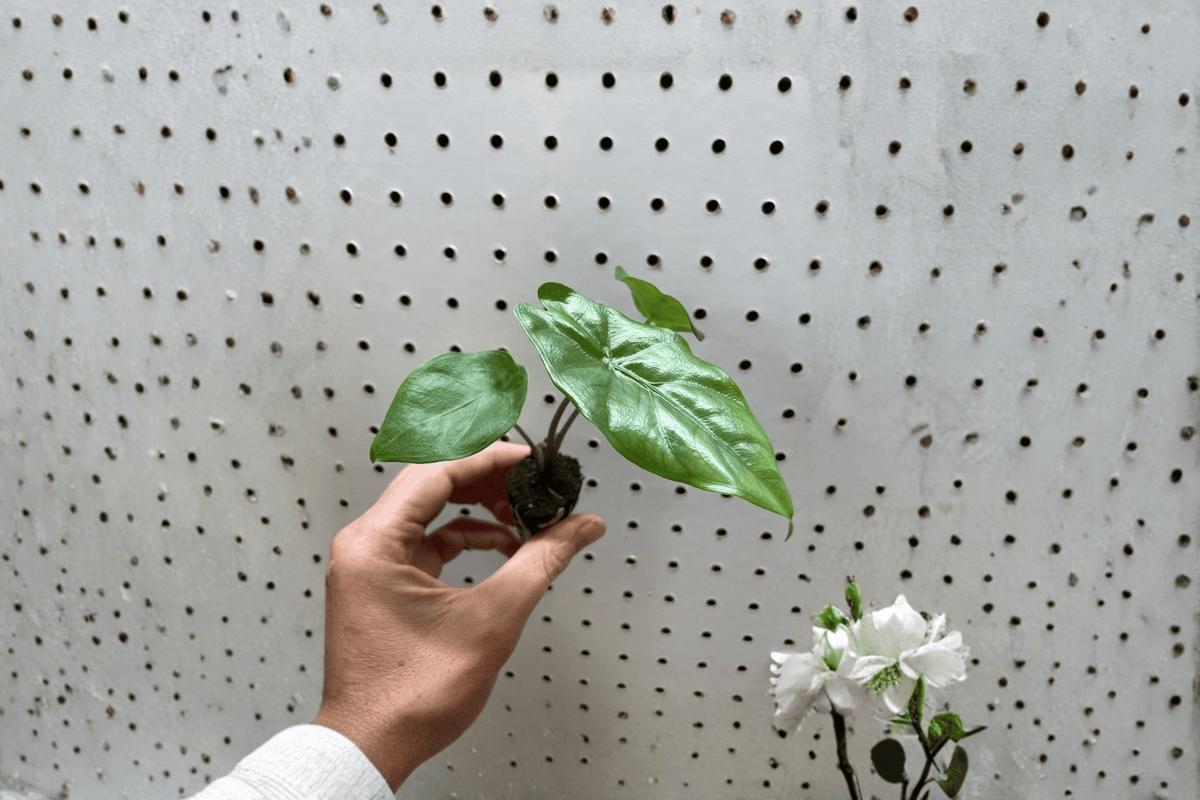 Alocasia Corazon Starter Plants - 2 Bare Root Live Rhizomatous Houseplants