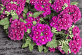 Vanessa Magenta Garden Verbena Live Plant - 4-Inch Pot