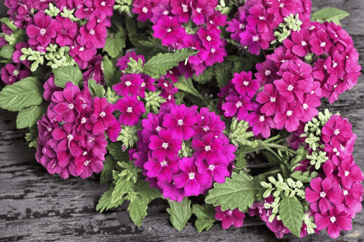Vanessa Magenta Garden Verbena Live Plant - 4-Inch Pot