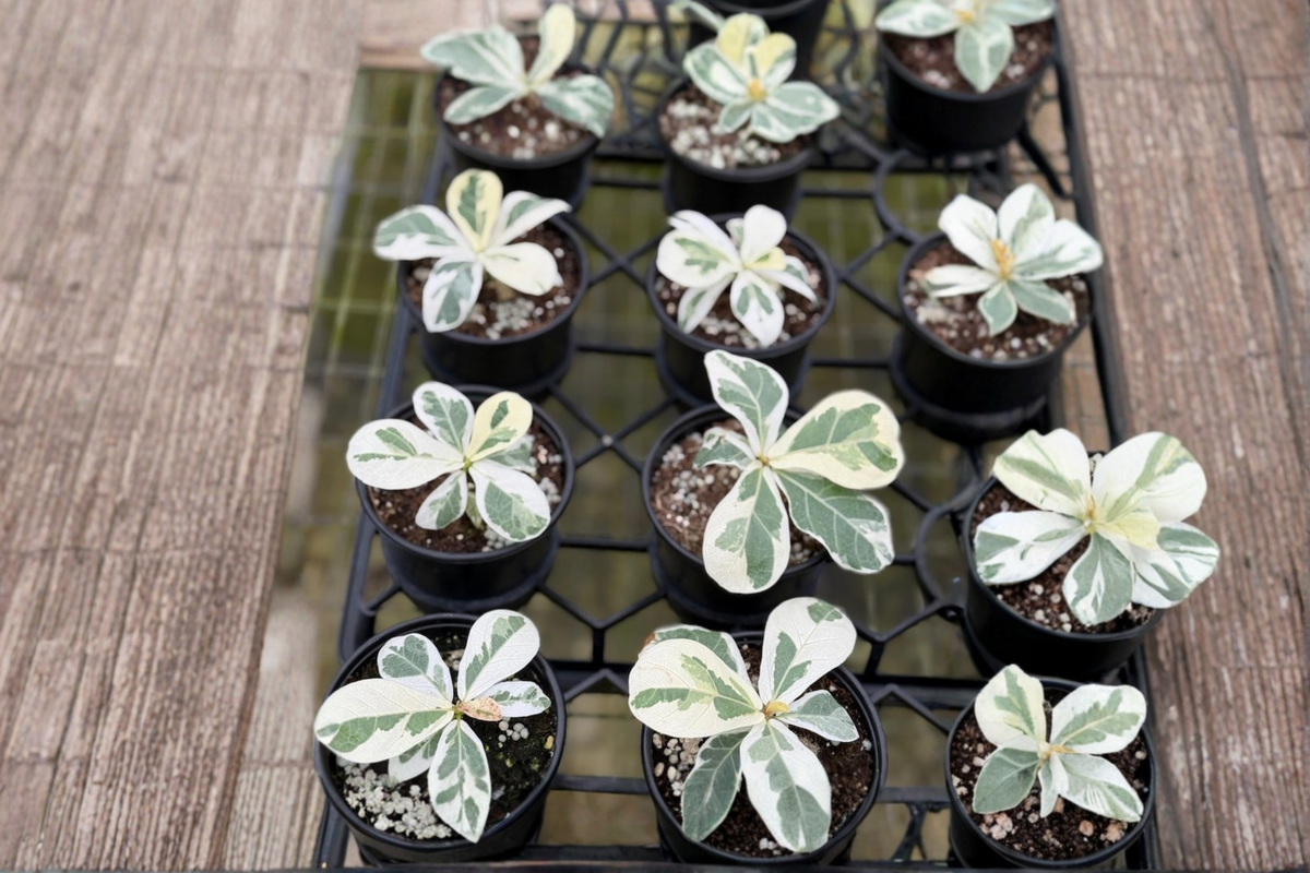 Variegated Fiddle Leaf Fig - Ficus lyrata Variegata Starter Plant in 4" Pot
