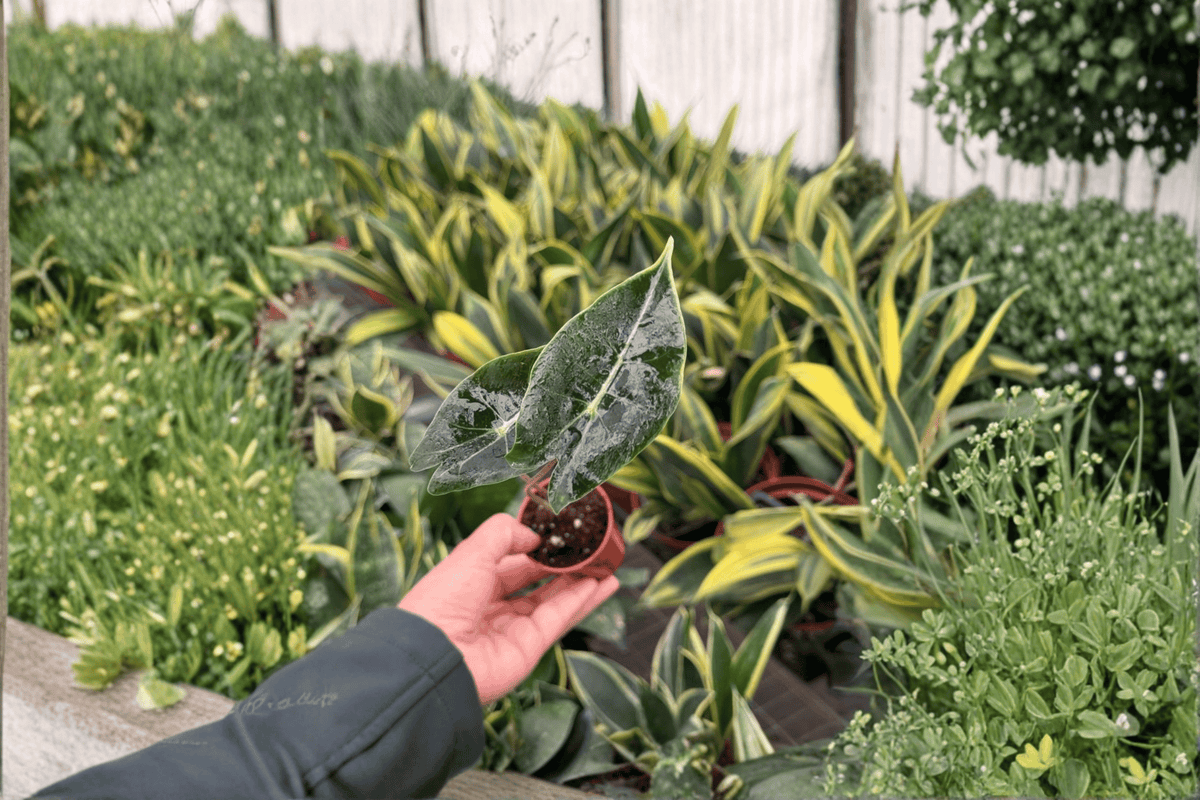 Alocasia Dragon’s Tooth Starter Plants (2 Live) – 2-Inch Pots