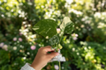 Monstera Thai Constellation Tissue Culture Starter Plant | Fully Rooted Variegated Monstera