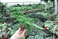 Calathea Zebrina Starter Plants (2) - Goeppertia zebrina, 2-Inch Pots