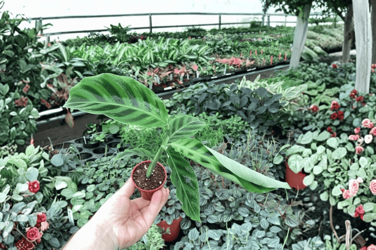 Calathea Zebrina Starter Plants (2) - Goeppertia zebrina, 2-Inch Pots