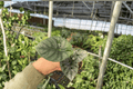Alocasia Nebula Imperialis Starter Plants (2) in 2-Inch Pots