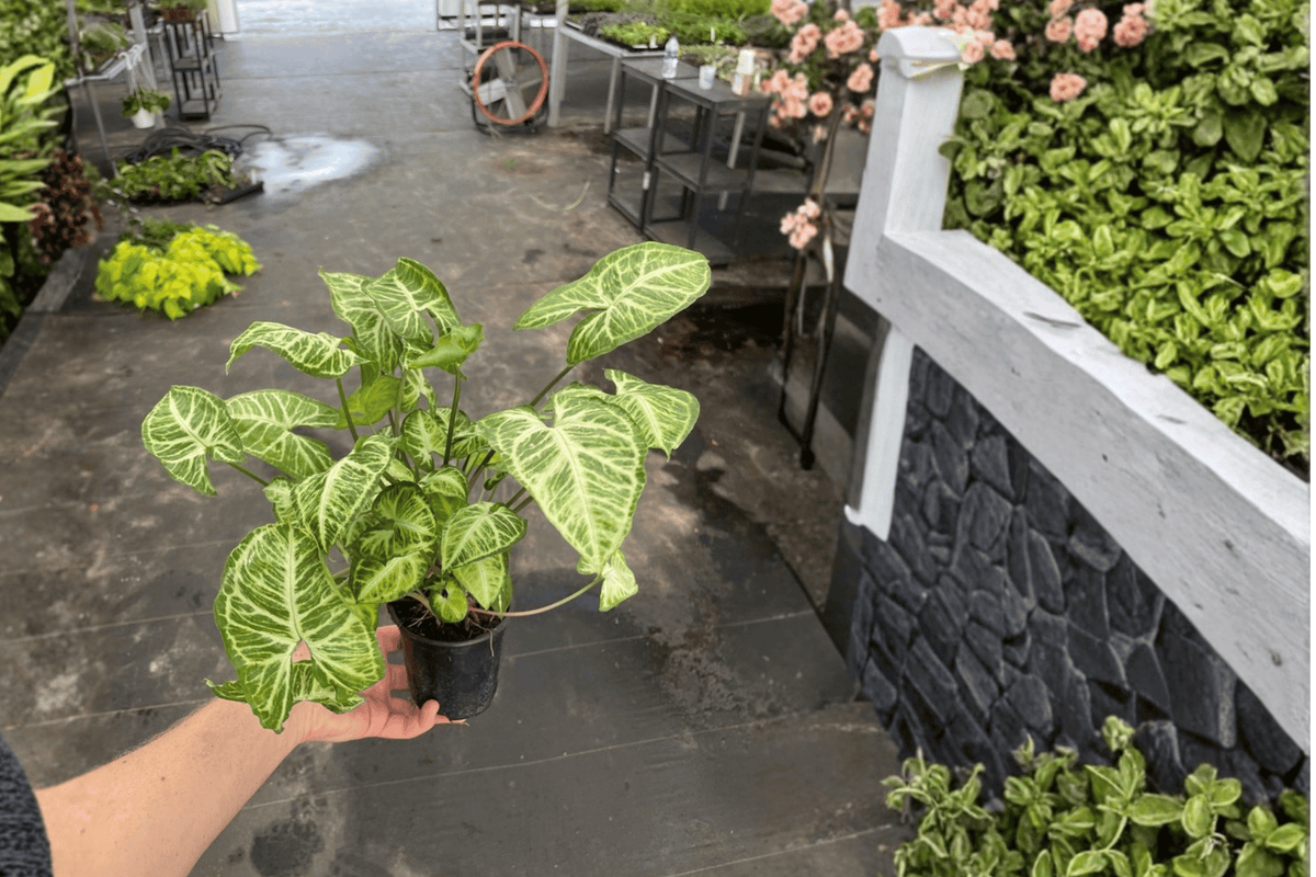 Syngonium Glo Go 2 Bare Root Live Plants – Syngonium podophyllum ‘Glo Go’, 4-Inch Size