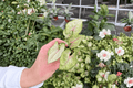 Syngonium Bright Allusion Starter Plants – 2 Live Starter Plants in 2-Inch Pots