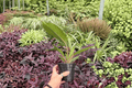 Philodendron Pluto “Choco Empress” - 2 Bare Root Live Plants, 4-Inch Pot Size