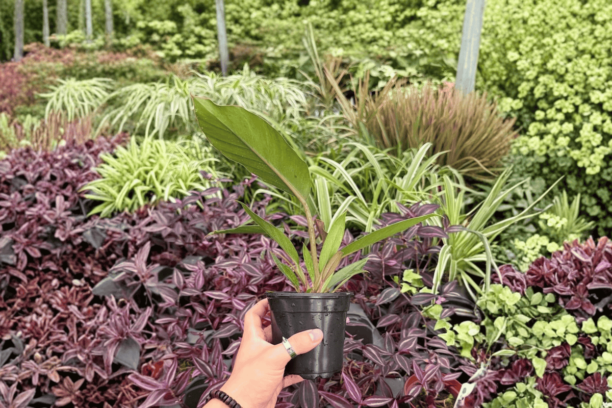 Philodendron Pluto “Choco Empress” - 2 Bare Root Live Plants, 4-Inch Pot Size