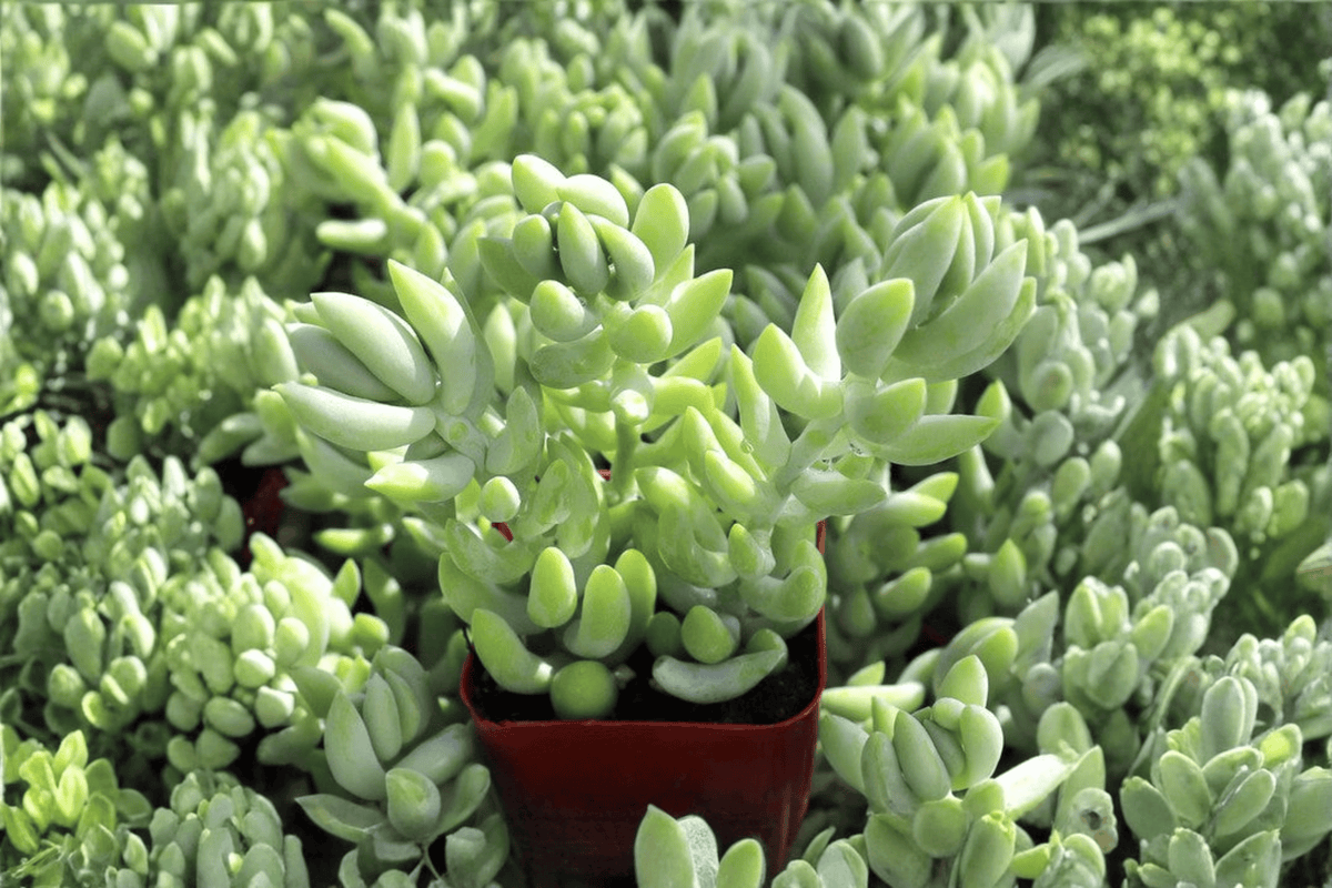 Burro’s Tail Sedum morganianum Live Plant – 4-Inch Pot