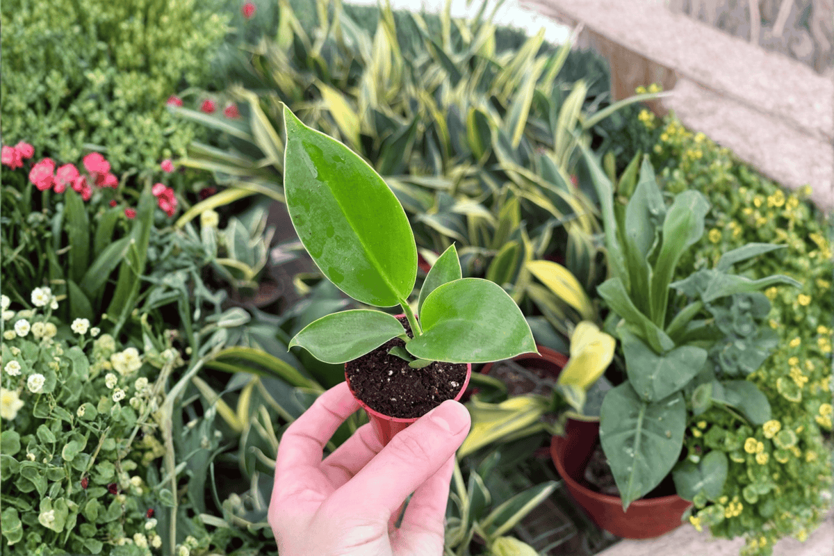 Philodendron Thai Congo Starter Plants — 2 Live Plants, 2-Inch Pots (Verification Needed for Pot/Shipping Form)