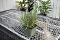 Rosemary Live Plant - 4 Inch Pot | Edible Culinary Herb, Evergreen Perennial