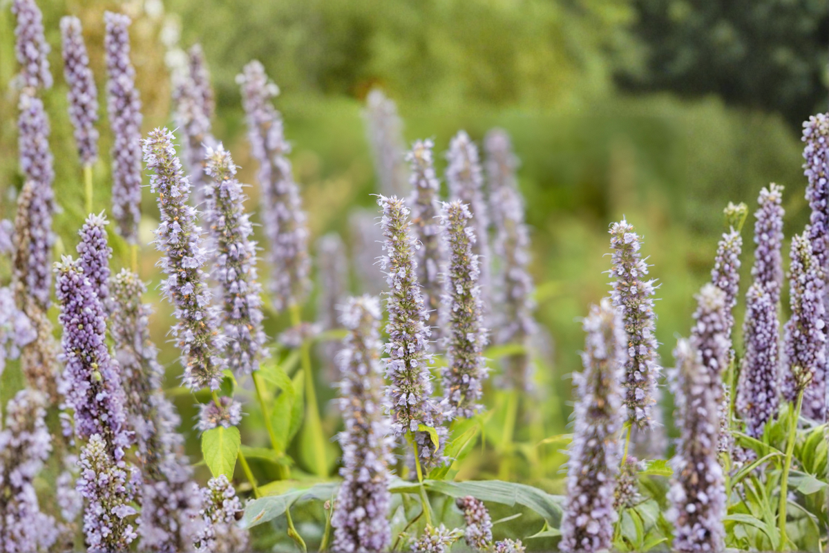 Agastache Black Adder Live Plants - 3 Well-Rooted Starter Plants in 1-Quart Pots