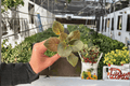 Wrangler’s Spanish Cavalier African Violet Starter Plants – 2 Live Streptocarpus ionanthus