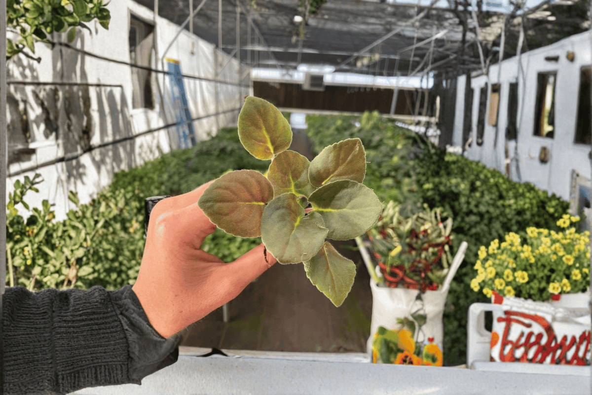 Wrangler’s Spanish Cavalier African Violet Starter Plants – 2 Live Streptocarpus ionanthus