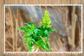 Autumn Fern Dryopteris erythrosora - Live Rooted Fern Plant
