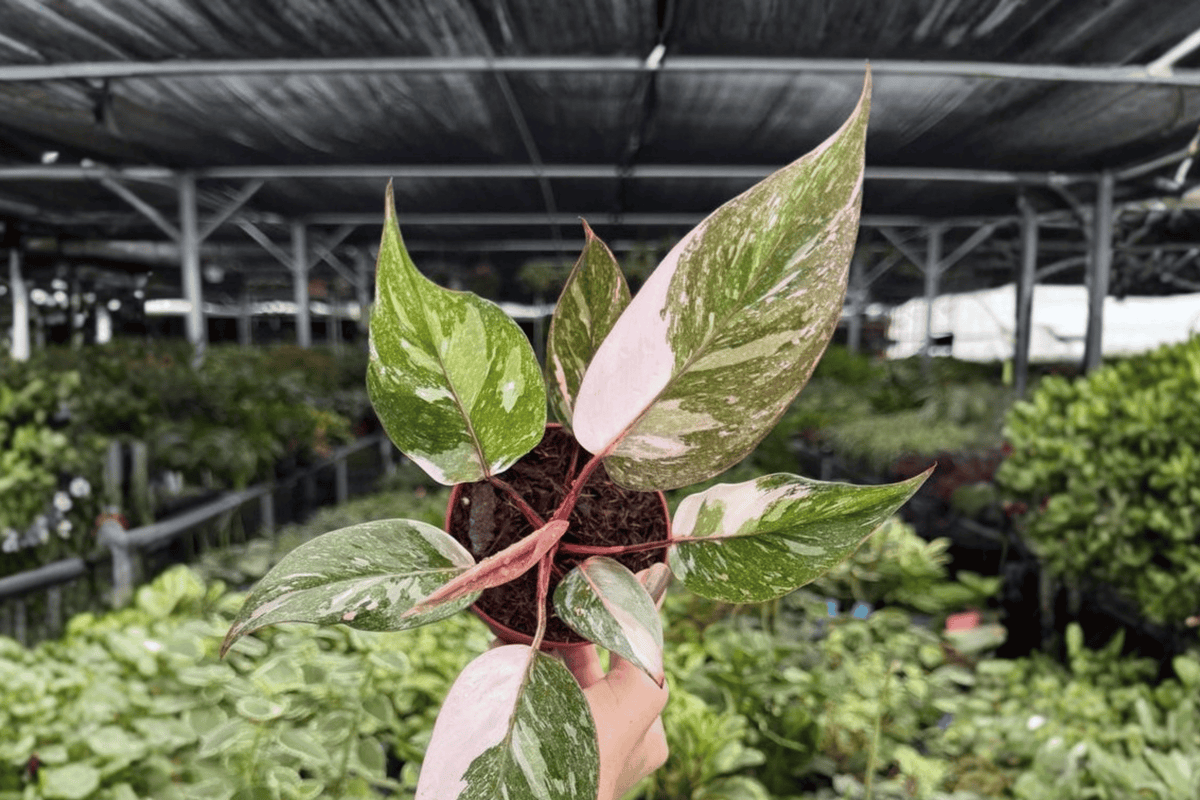 Philodendron Pink Naomi – 2 Live Plants, Exact Specimens, 4" Pot Reference