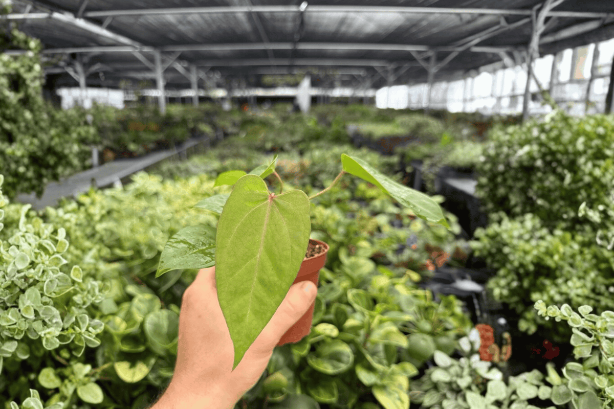 Anthurium Xone x Goliath 2 Live Plants | 4-Inch Pots