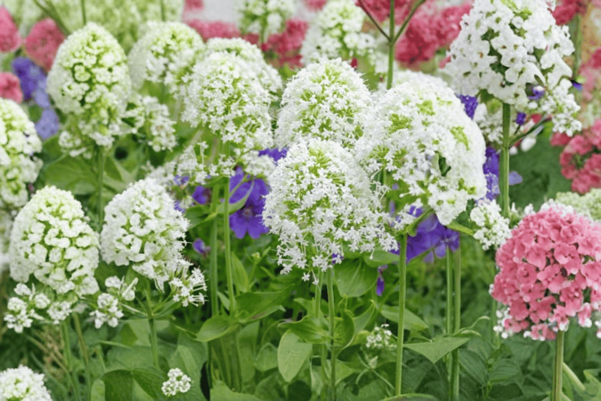 White Jupiter’s Beard (Albus) Centranthus ruber - 4-Inch Pot Live Plant