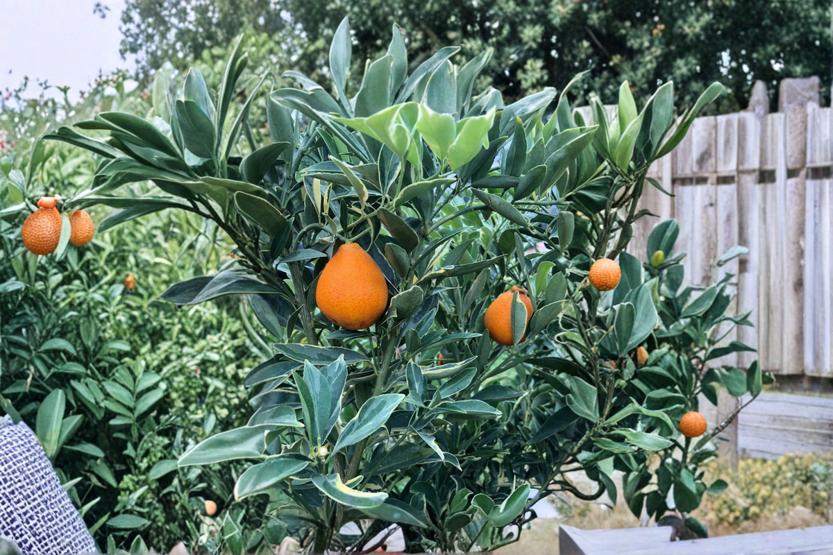 Centennial Variegated Kumquat Live Tree - 5 Gallon Pot, Grafted Citrus