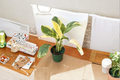 Monstera Lechleriana Albo Variegated Live Plant - Rooted Starter Monstera