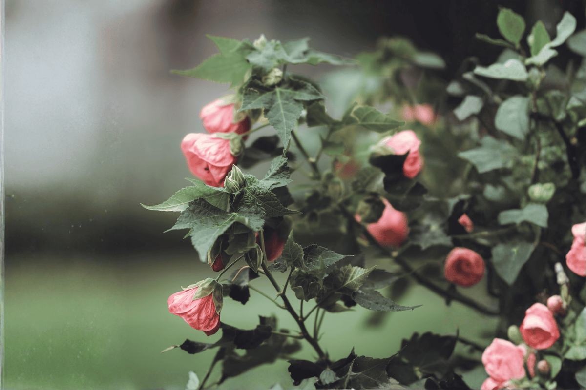 Kristin’s Pink Flowering Maple Abutilon + 1 Gallon Live Plant
