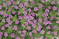 Scopia Gulliver Pink Bacopa (Sutera cordata) - 1 Live Plant in 4-Inch Pot