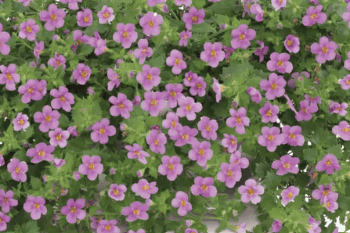 Scopia Gulliver Pink Bacopa (Sutera cordata) - 1 Live Plant in 4-Inch Pot