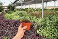 Peperomia maculosa | 2 Live Plants in 4-Inch Pots – Shipped Potted